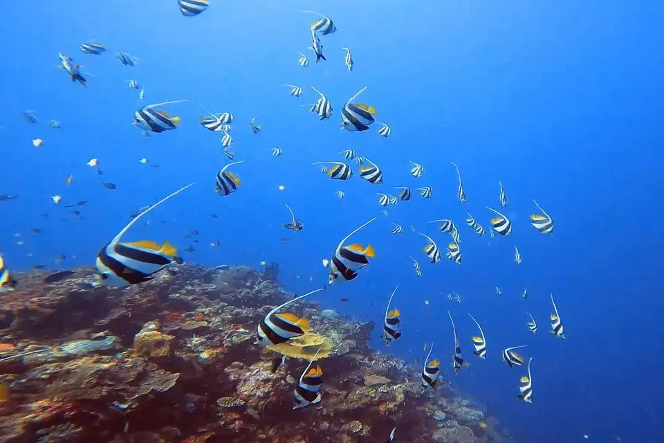 Fiji